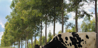 Protocolos da Embrapa redesenham a pecuária leiteira de baixo carbono Foto: Gisele Rosso