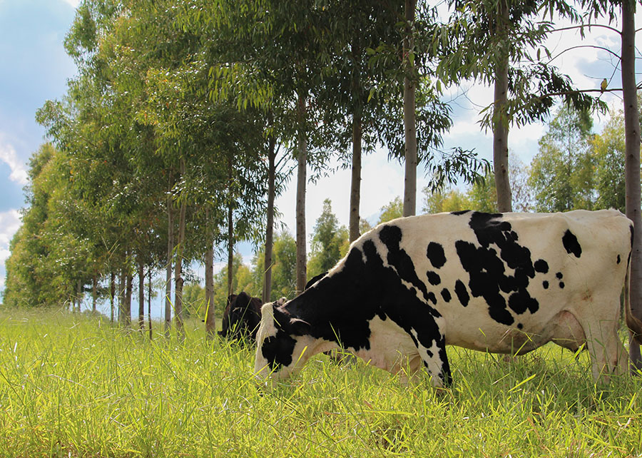 Protocolos da Embrapa redesenham a pecuária leiteira de baixo carbono 2 Foto: Gisele Rosso