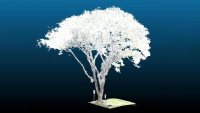 54255-400x225 Software brasileiro promete reduzir quedas de árvores nas cidades