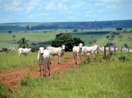 Em 2023, o Brasil bateu recorde na exportação de carne bovina, com 2,29 milhões de toneladas vendidas para 157 países (foto: Wikimedia Commons)