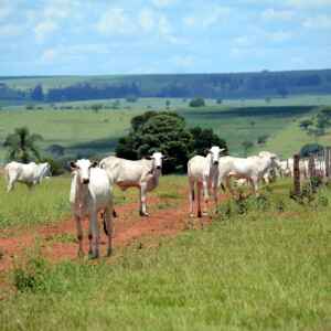 Pecuária bovina emite mais que o dobro do permitido pelas metas climáticas Em 2023, o Brasil bateu recorde na exportação de carne bovina, com 2,29 milhões de toneladas vendidas para 157 países (foto: Wikimedia Commons)