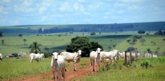 Pecuária bovina emite mais que o dobro do permitido pelas metas climáticas Em 2023, o Brasil bateu recorde na exportação de carne bovina, com 2,29 milhões de toneladas vendidas para 157 países (foto: Wikimedia Commons)