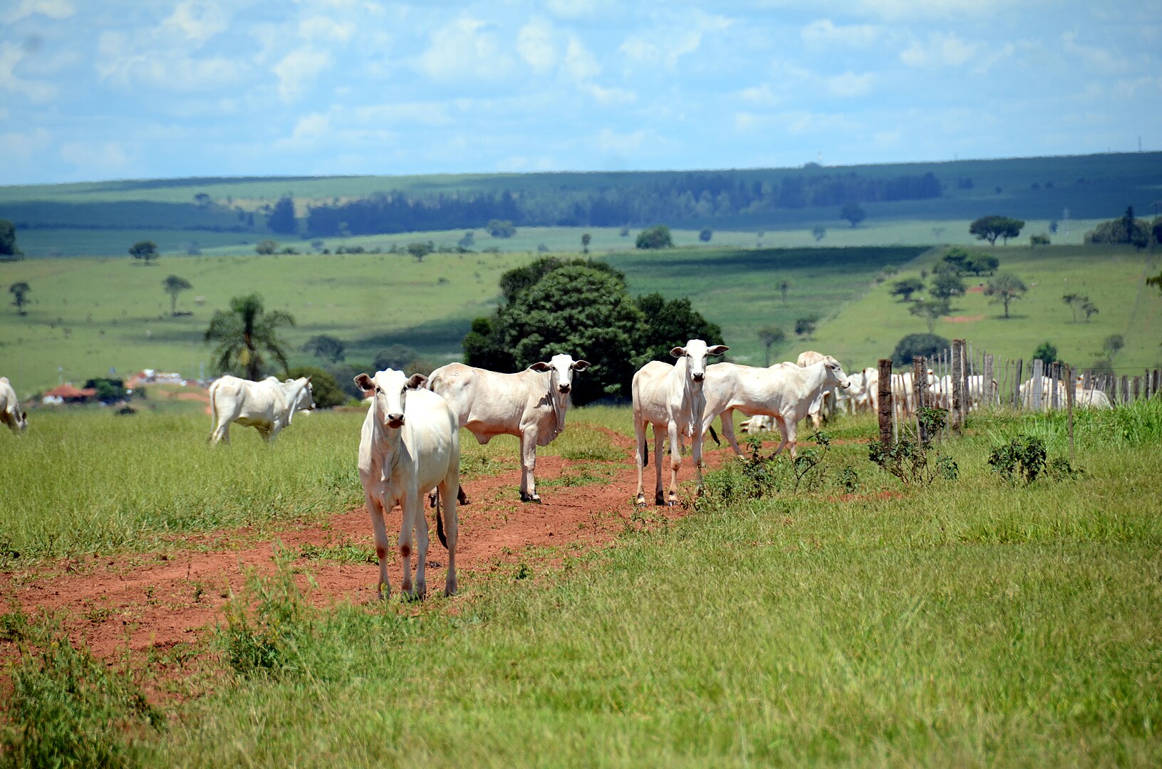 Pecuária bovina emite mais que o dobro do permitido pelas metas climáticas 2 Em 2023, o Brasil bateu recorde na exportação de carne bovina, com 2,29 milhões de toneladas vendidas para 157 países (foto: Wikimedia Commons)