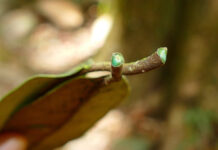 Estima-se que as hiperacumuladoras de metais representem apenas 0,2% de todas as plantas conhecidas atualmente; a Pycnandra acuminata (na foto) já é usada comercialmente para agromineração na Indonésia, por exemplo (imagem: Henry Benoît/Biodiversity4all)