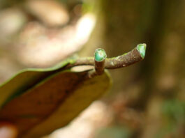 Estima-se que as hiperacumuladoras de metais representem apenas 0,2% de todas as plantas conhecidas atualmente; a Pycnandra acuminata (na foto) já é usada comercialmente para agromineração na Indonésia, por exemplo (imagem: Henry Benoît/Biodiversity4all)