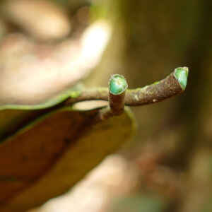 Cientistas buscam plantas que “mineram” metais no Brasil Estima-se que as hiperacumuladoras de metais representem apenas 0,2% de todas as plantas conhecidas atualmente; a Pycnandra acuminata (na foto) já é usada comercialmente para agromineração na Indonésia, por exemplo (imagem: Henry Benoît/Biodiversity4all)