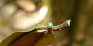 Estima-se que as hiperacumuladoras de metais representem apenas 0,2% de todas as plantas conhecidas atualmente; a Pycnandra acuminata (na foto) já é usada comercialmente para agromineração na Indonésia, por exemplo (imagem: Henry Benoît/Biodiversity4all)