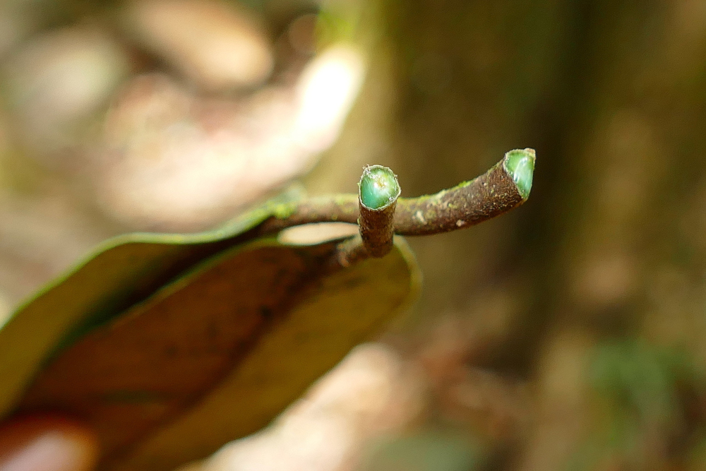 Cientistas buscam plantas que “mineram” metais no Brasil 2 Estima-se que as hiperacumuladoras de metais representem apenas 0,2% de todas as plantas conhecidas atualmente; a Pycnandra acuminata (na foto) já é usada comercialmente para agromineração na Indonésia, por exemplo (imagem: Henry Benoît/Biodiversity4all)