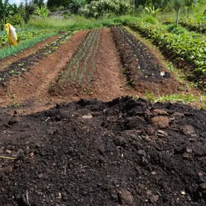 Pacote do CMN busca evitar quebra de produtores afetados pelo clima Agência Brasil