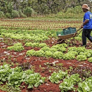 Fomento Rural eleva em 30% a renda de famílias do campo Foto: Ministério do Desenvolvimento SocialSítio Araúna, de produção agroecológica. Denircia da Costa Lima e seu esposo Vilmar de Almeida, proprietários, agricultores familiares e fornedeores do PAA.