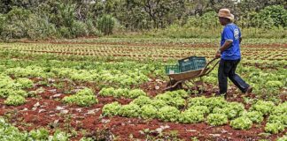 Foto: Ministério do Desenvolvimento SocialSítio Araúna, de produção agroecológica. Denircia da Costa Lima e seu esposo Vilmar de Almeida, proprietários, agricultores familiares e fornedeores do PAA.