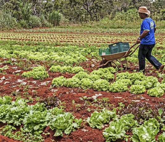 Foto: Ministério do Desenvolvimento SocialSítio Araúna, de produção agroecológica. Denircia da Costa Lima e seu esposo Vilmar de Almeida, proprietários, agricultores familiares e fornedeores do PAA.