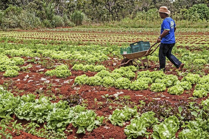 Foto: Ministério do Desenvolvimento SocialSítio Araúna, de produção agroecológica. Denircia da Costa Lima e seu esposo Vilmar de Almeida, proprietários, agricultores familiares e fornedeores do PAA.