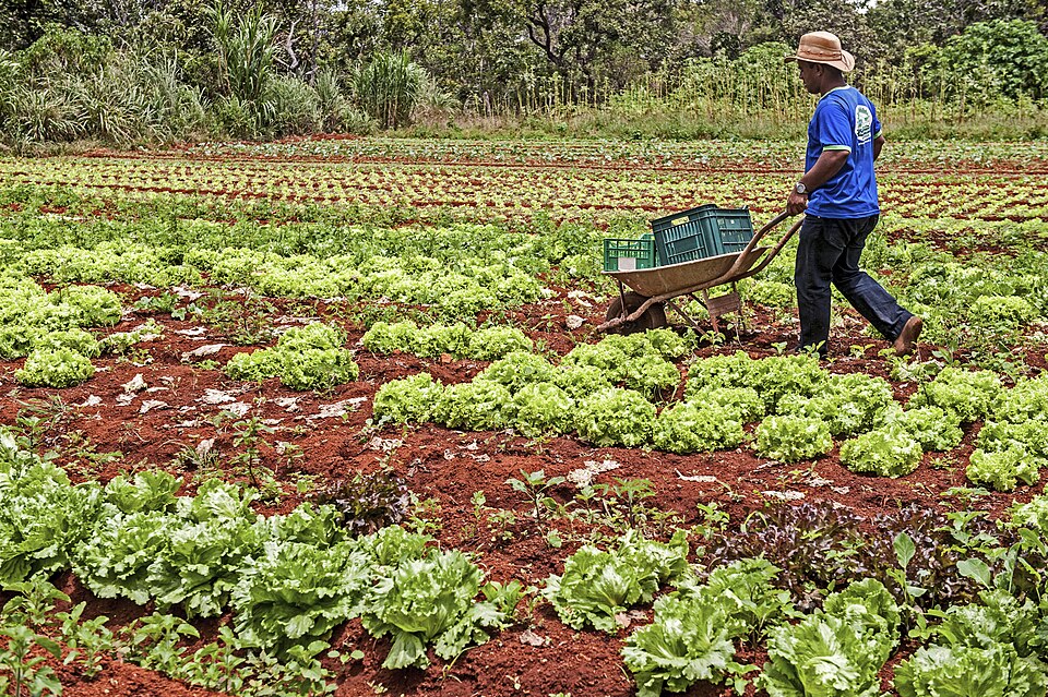 Fomento Rural eleva em 30% a renda de famílias do campo 2 Foto: Ministério do Desenvolvimento SocialSítio Araúna, de produção agroecológica. Denircia da Costa Lima e seu esposo Vilmar de Almeida, proprietários, agricultores familiares e fornedeores do PAA.