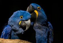 Ararinhas-azuis recapturadas testam positivo para vírus letal Foto: Rafael Barreto
