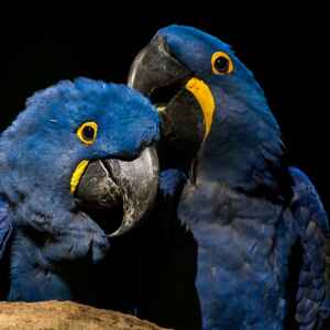 Ararinhas-azuis recapturadas testam positivo para vírus letal Foto: Rafael Barreto