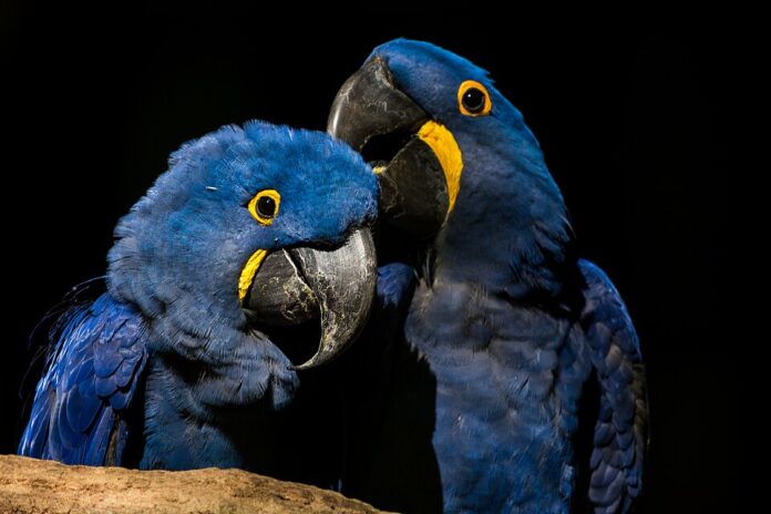 Arara-azul Foto: Rafael Barreto