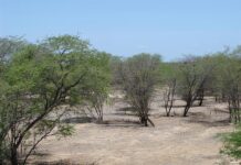 Brasil lança plano para recuperar áreas da Caatinga ameaçadas pela desertificação Foto: Glauco Umbelino