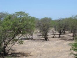 Foto: Glauco Umbelino