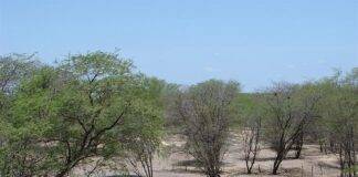 Foto: Glauco Umbelino