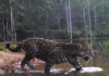 Imagens reforçam presença da onça-pintada no sul do RJ Imagem: Inea-RJ/Reprodução