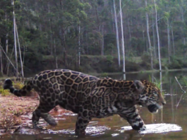 Imagem: Inea-RJ/Reprodução