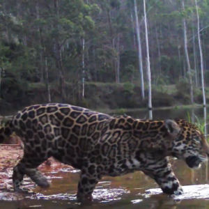 Imagens reforçam presença da onça-pintada no sul do RJ Imagem: Inea-RJ/Reprodução