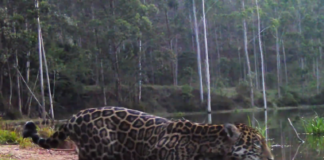 Imagem: Inea-RJ/Reprodução