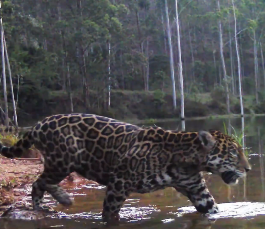 Imagem: Inea-RJ/Reprodução