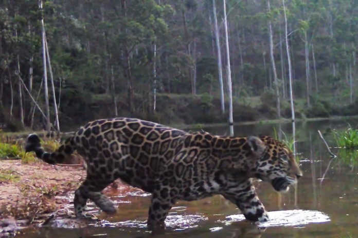Imagem: Inea-RJ/Reprodução