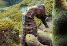 Foto: Geraldo da Silva Souza