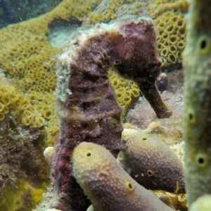 Jovens da Região dos Lagos se tornam guardiões dos cavalos-marinhos Foto: Geraldo da Silva Souza