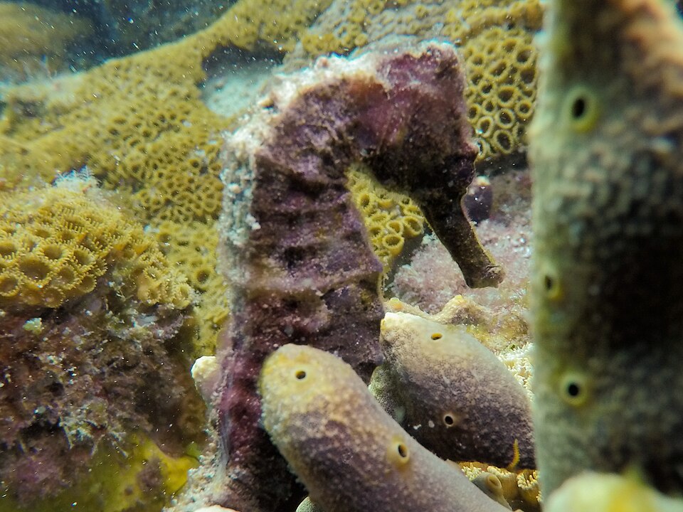 Foto: Geraldo da Silva Souza