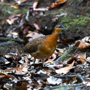 Nova ave descoberta na Serra do Divisor alerta para conservação Foto: Luís Morais