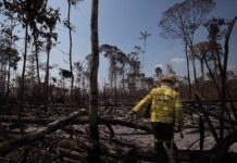 Desmatamento recua na Amazônia, mas desafios persistem Foto: Bruno Kelly/Amazonia Real.