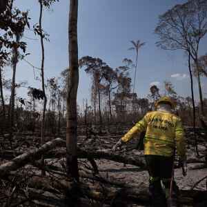 Desmatamento recua na Amazônia, mas desafios persistem Foto: Bruno Kelly/Amazonia Real.