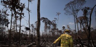 Desmatamento recua na Amazônia, mas desafios persistem Foto: Bruno Kelly/Amazonia Real.