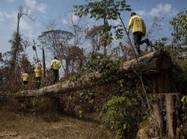 Foto: Bruno Kelly/Amazonia Real.