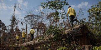 Queimadas em pastagens ficam fora da conta climática do Brasil Foto: Bruno Kelly/Amazonia Real.