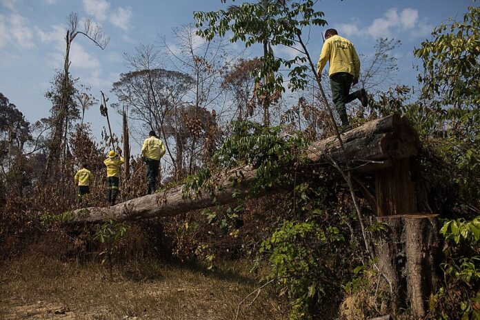 Foto: Bruno Kelly/Amazonia Real.