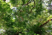 Pesquisa revela como o passado geológico da Amazônia influencia sua biodiversidade Foto: Artur Warchavchik