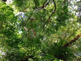 Foto: Artur Warchavchik