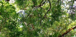 Foto: Artur Warchavchik