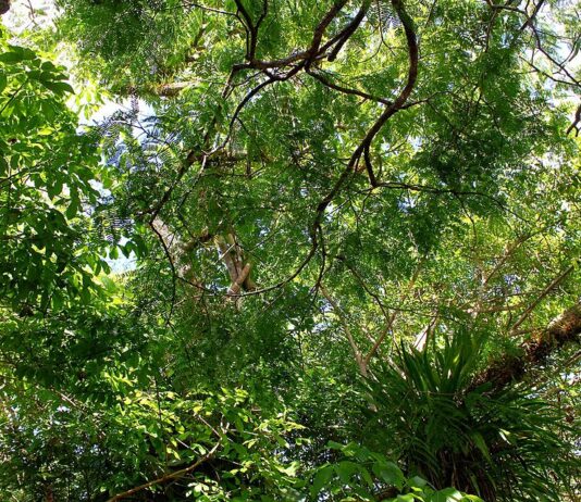 Foto: Artur Warchavchik