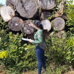 Ipaam ajusta valores da reposição florestal e reduz custo do licenciamento FOTOS: Arquivo/Ipaam