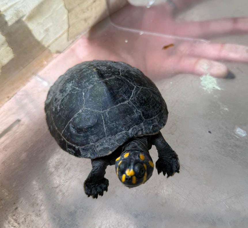 Ipaam aponta aumento de ocorrências de animais silvestres em bairros urbanos FOTOS: Divulgação/Ipaam