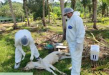 Adaf reforça ações de vigilância após confirmar foco de raiva em Presidente Figueiredo FOTO: Divulgação/Adaf