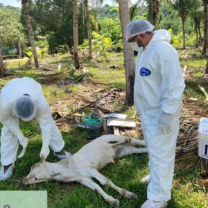 Adaf reforça ações de vigilância após confirmar foco de raiva em Presidente Figueiredo FOTO: Divulgação/Adaf