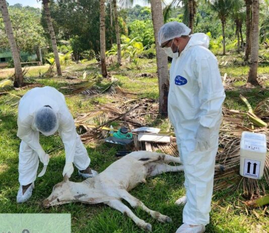 FOTO: Divulgação/Adaf