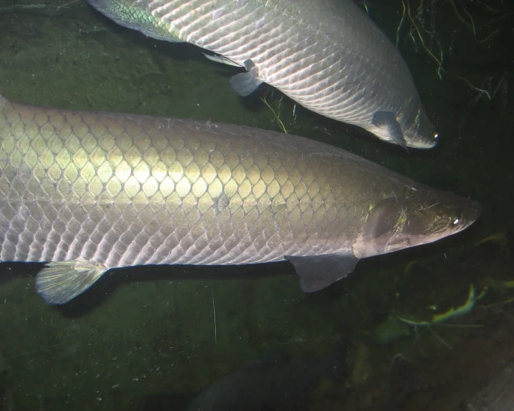 Sema Amazonas integra Comitê do Programa Arapaima e reforça manejo sustentável do pirarucu Reprodução